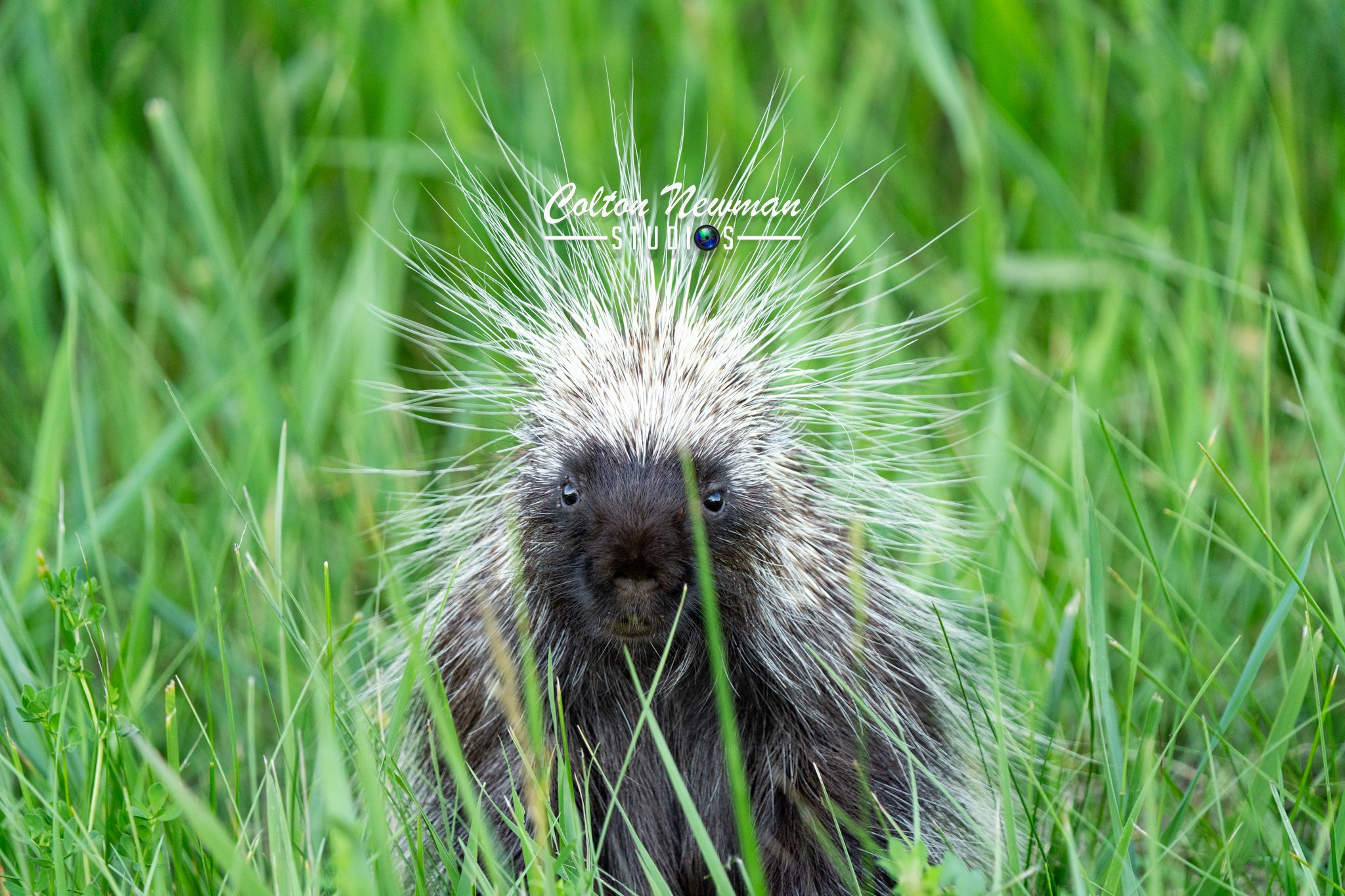 Porcupine-26.jpg