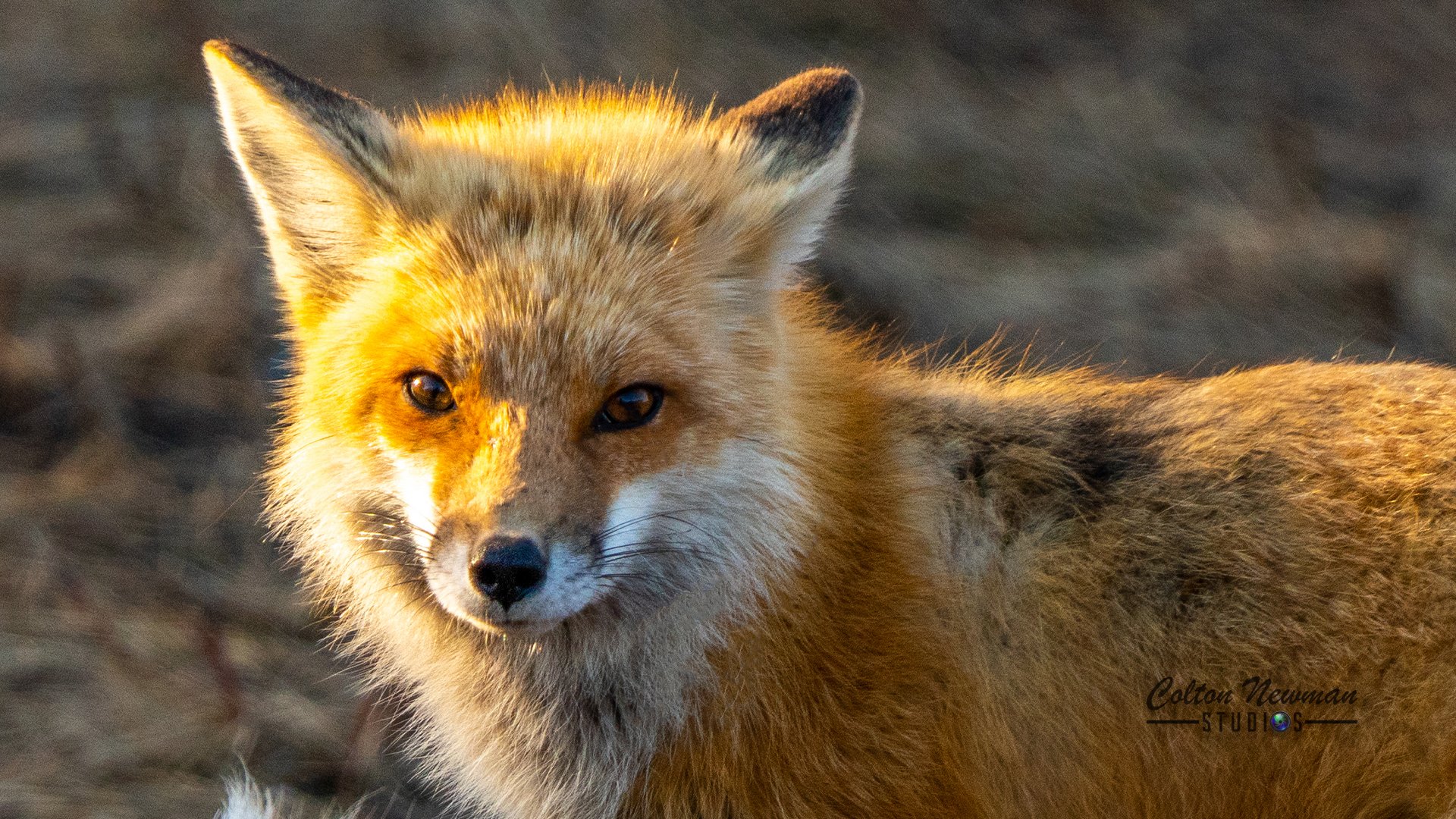 Fox_0004_DSC03263-2.jpg