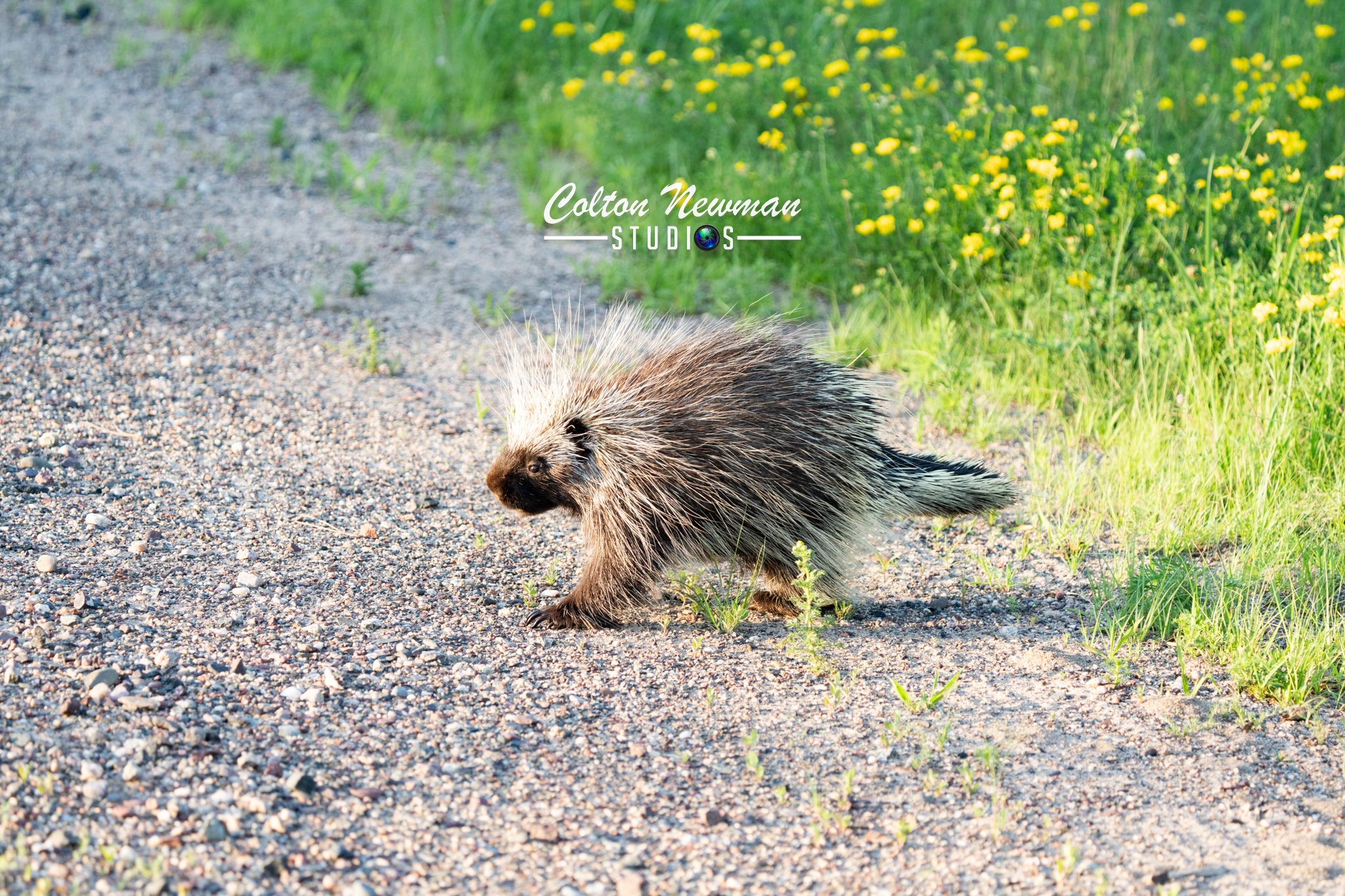 Porcupine-07.jpg