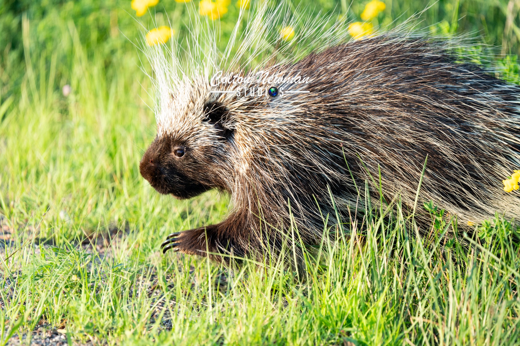 Porcupine-03.jpg