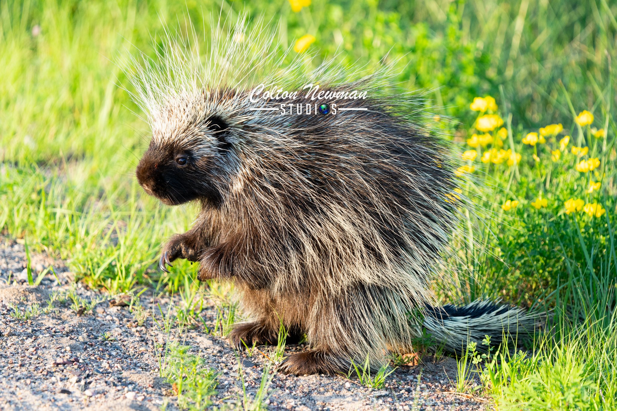 Porcupine-14.jpg