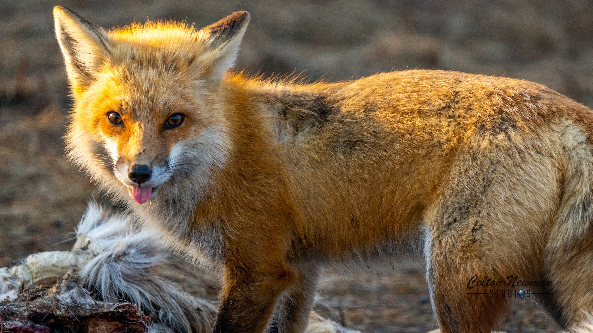 Fox_0002_DSC03303-2.jpg