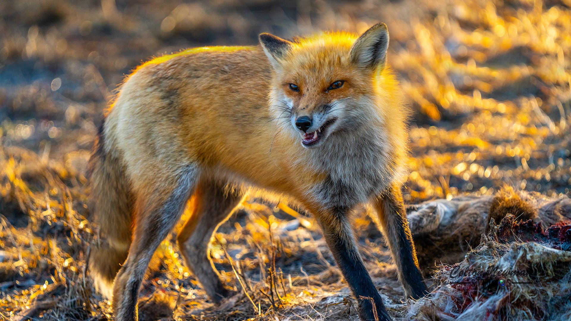 Fox_0000_DSC03355-2.jpg