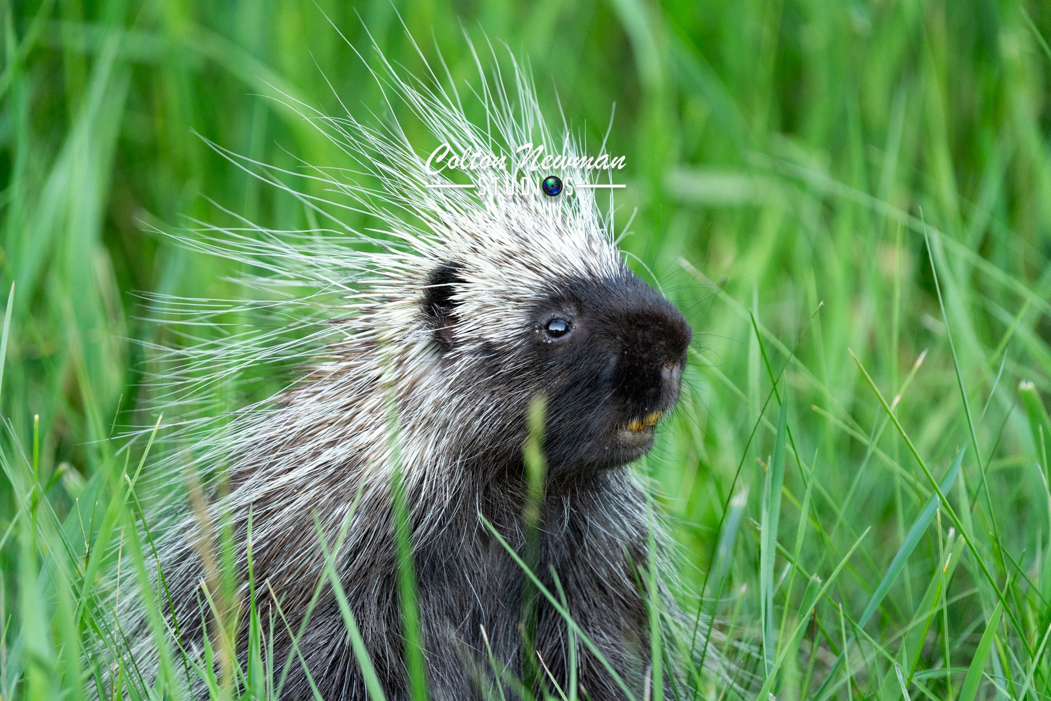 Porcupine-29.jpg
