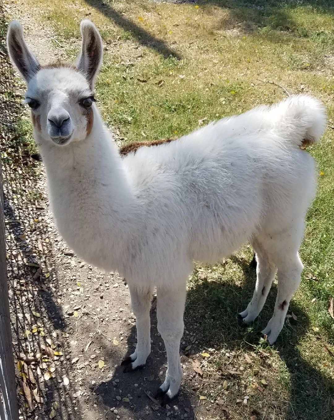 Baby llama