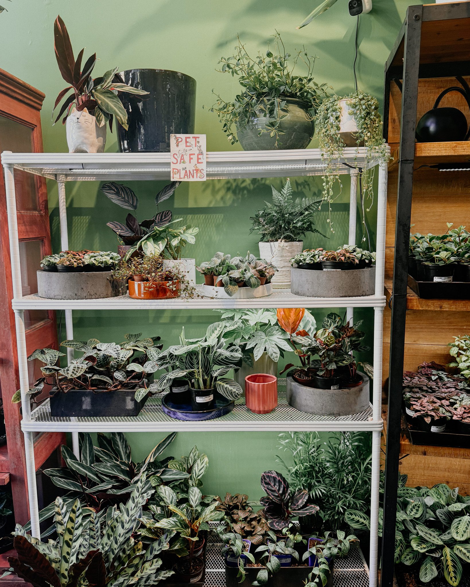 Went to a class called Plant Parenthood and came home with a Dieffenbachia Crocodile plant whom I'm still naming (slide 3). Would like to go back for slide 4 once we're settled.