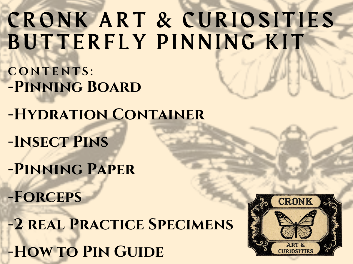 Shop — Cronk Art & Curiosities