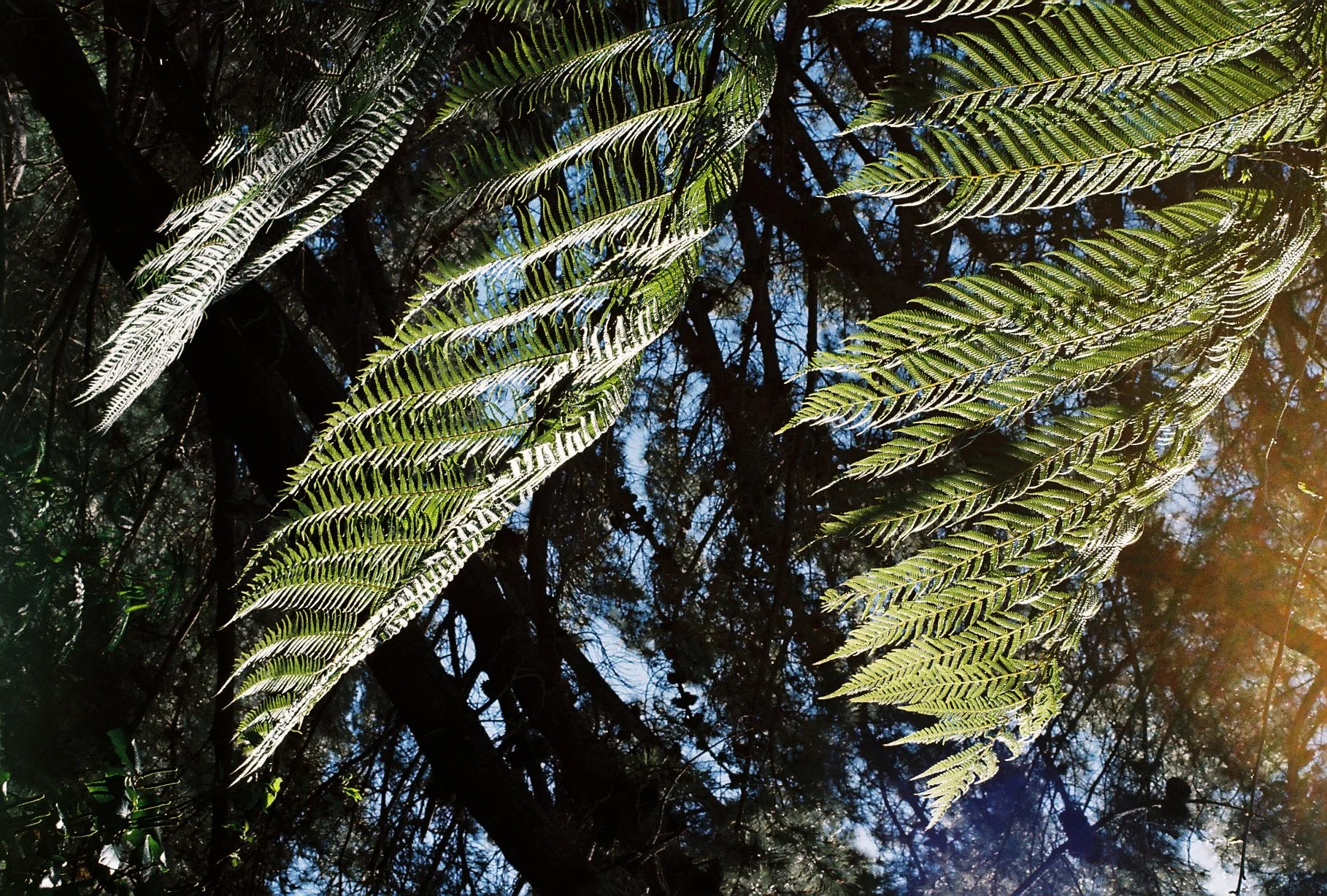 VT54885-R1-046-21A.jpg