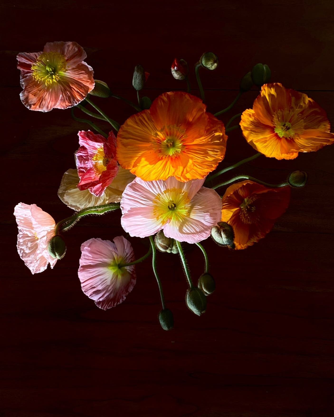Winter poppies ✨
📷 @flissdodd 
.
.
.
#ciaomrhalinspiration #nature #colour #flowers #design #gardendesign