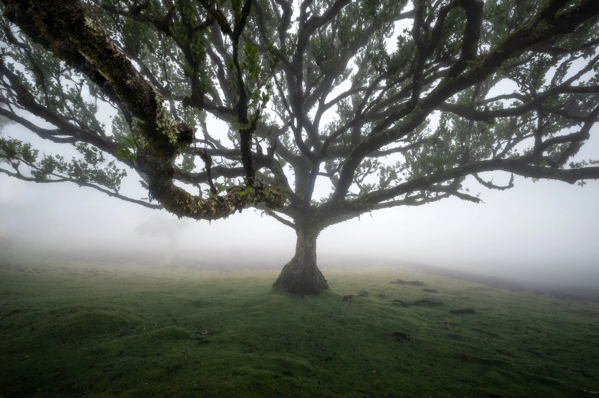 Fanal fotografieren Der mystische Feenwald auf Madeira