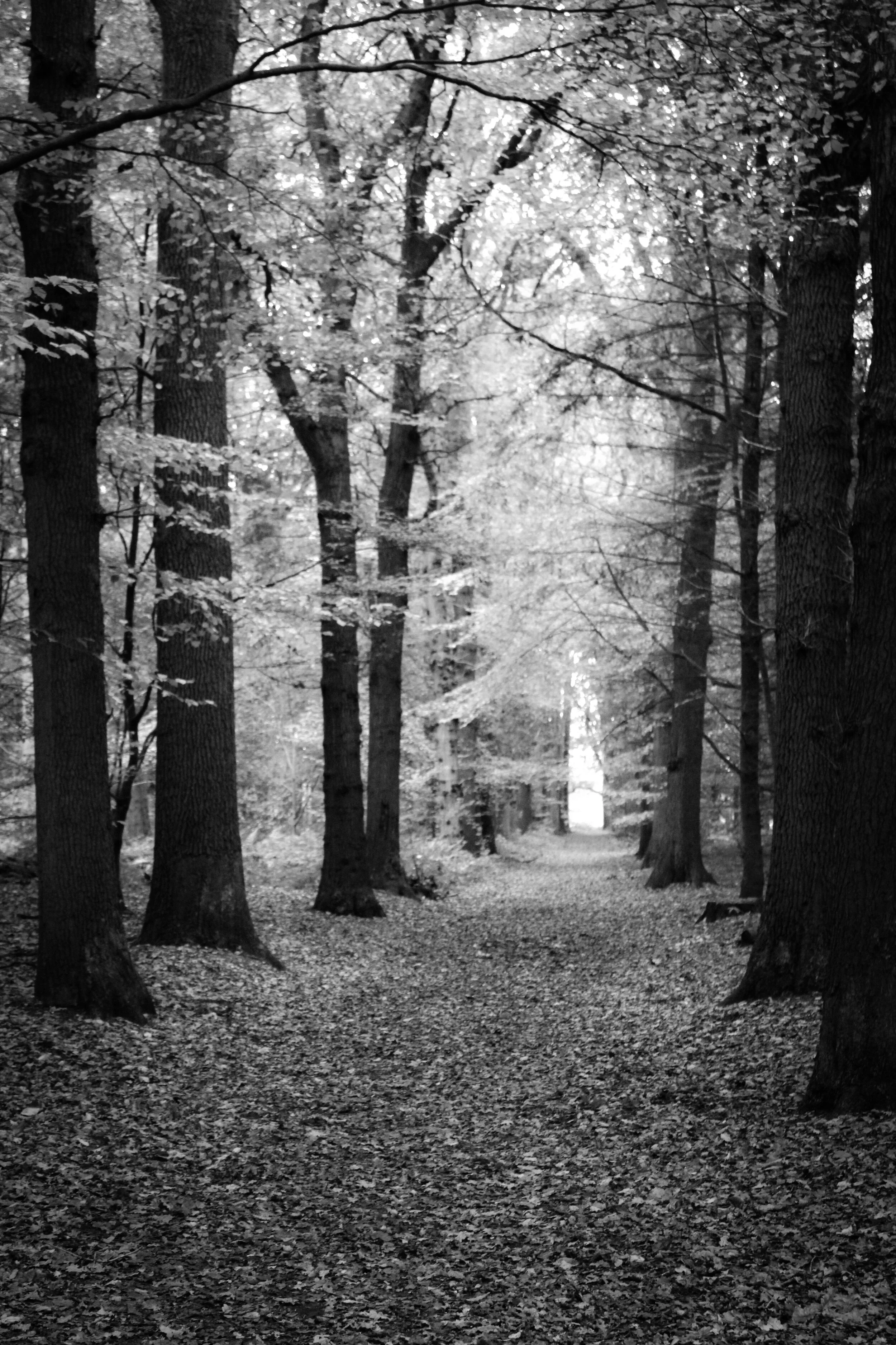 Fotografie en emoties