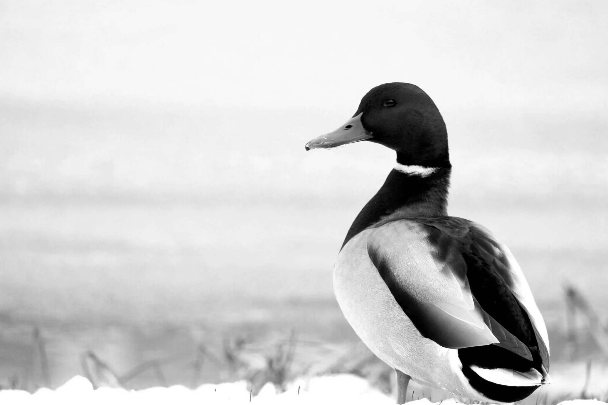 Het (im)perfecte plaatje