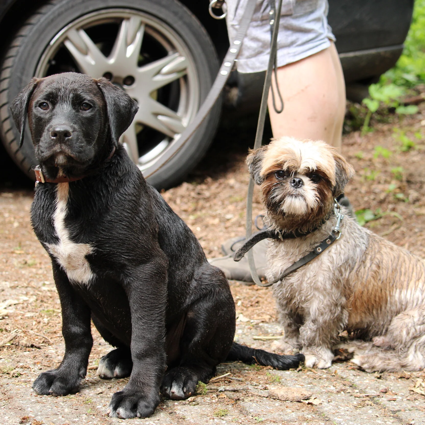Andermans huisdieren