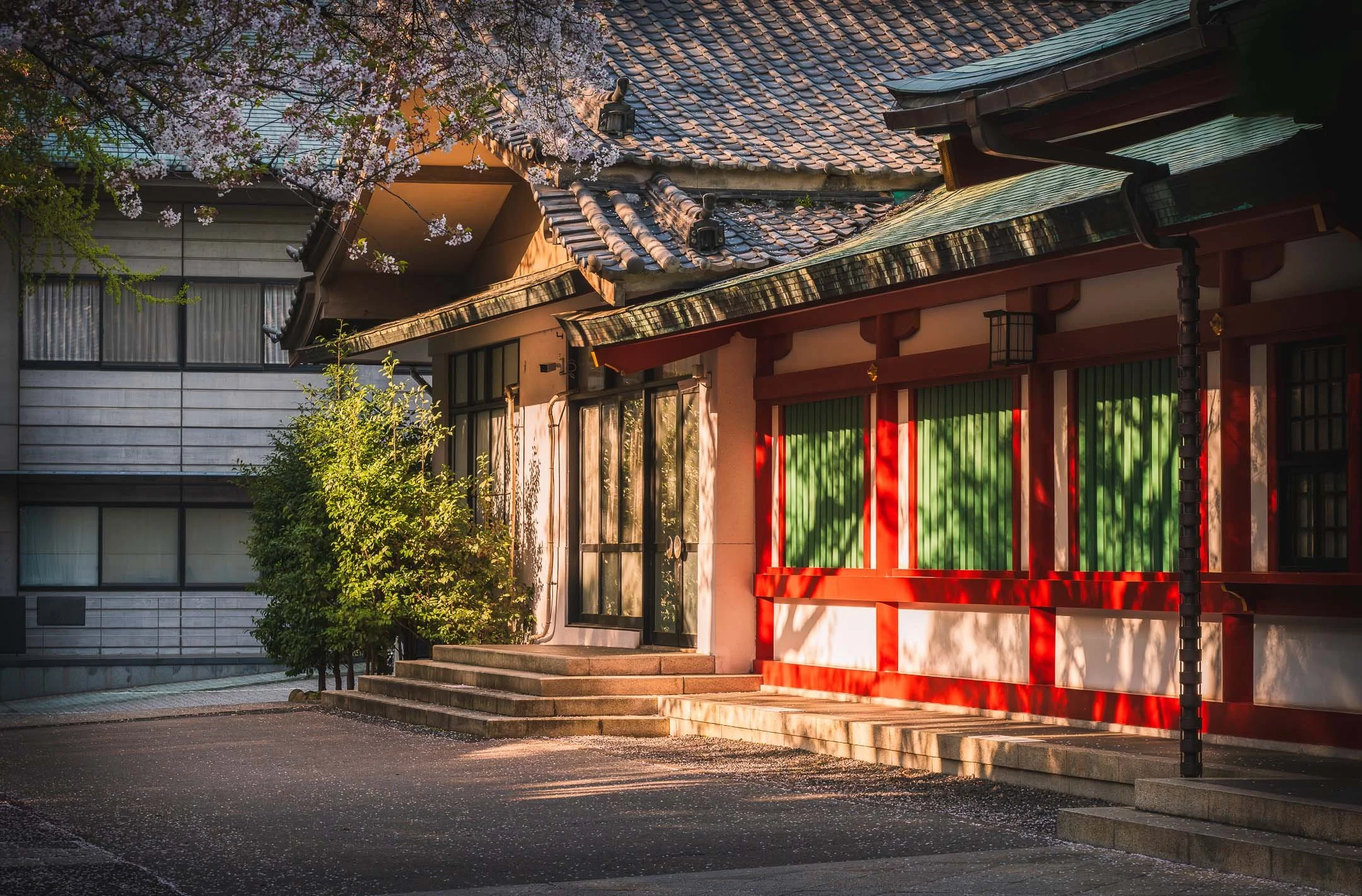 Beaurtiful architectural building at sunset with cherry blossoms in Tokyo, Japan