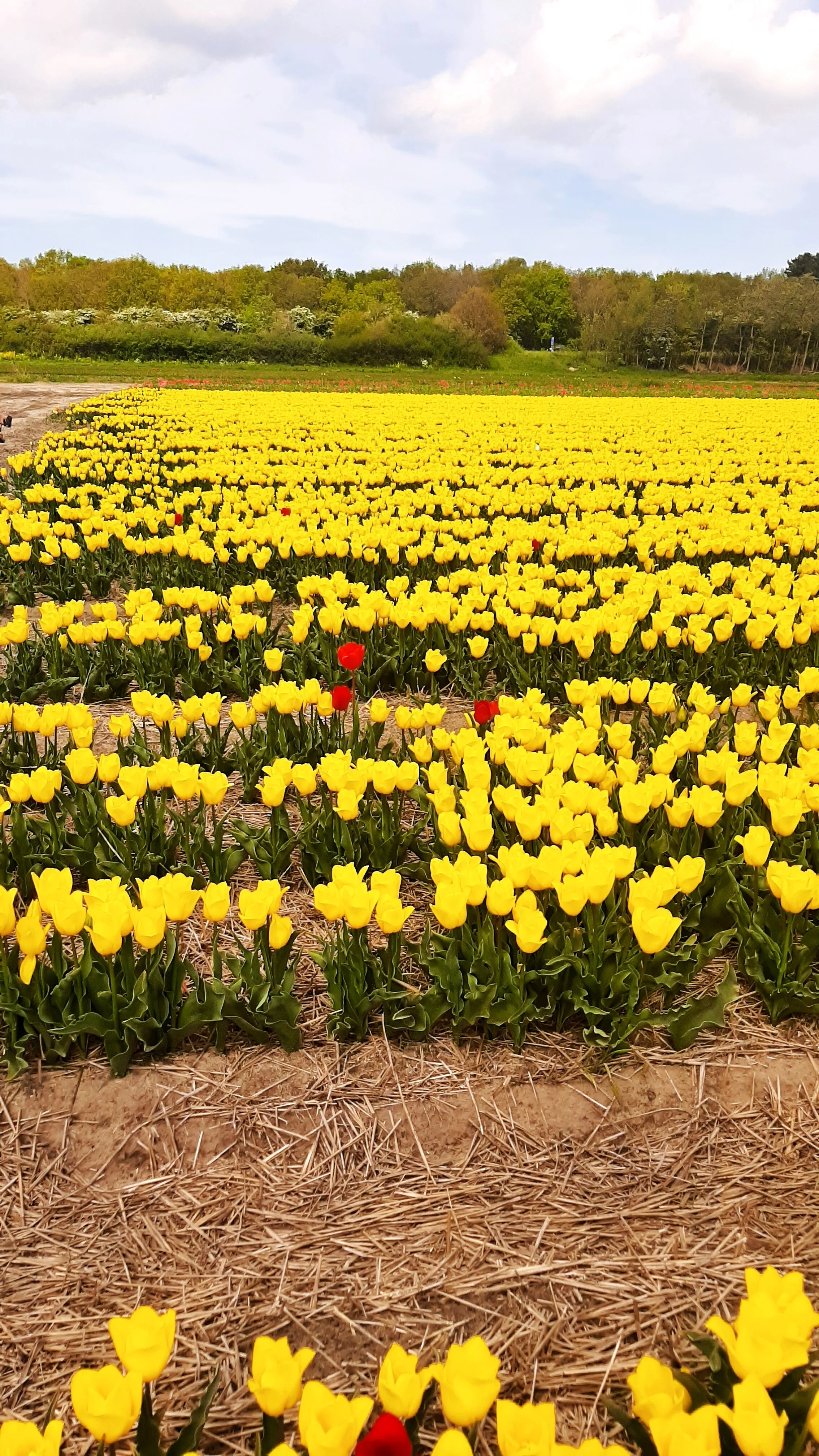 Finding an odd colored flower in the sea of colors was adorable! Look at the red ones!