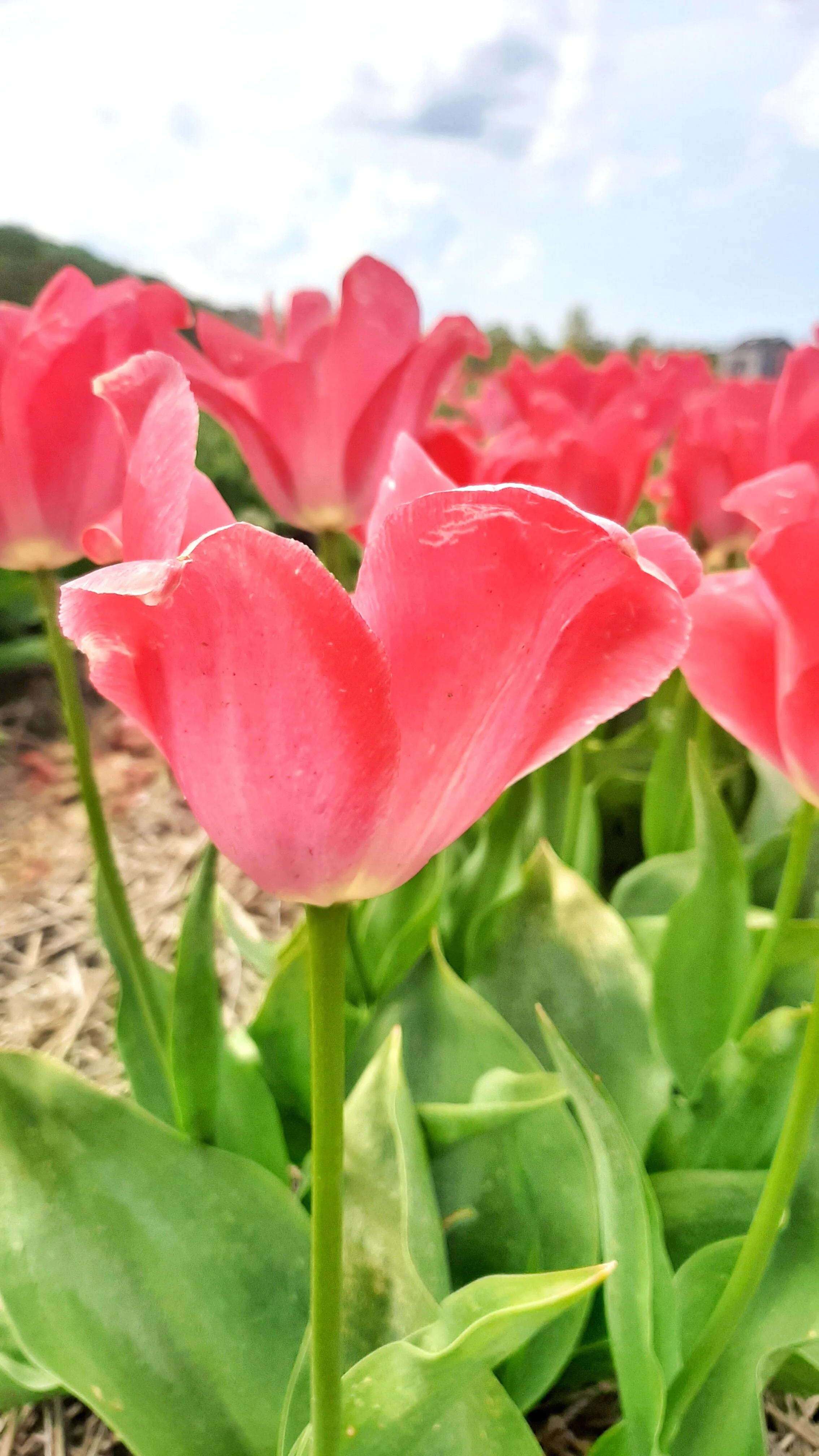 Close-up of the gorgeous tulips!