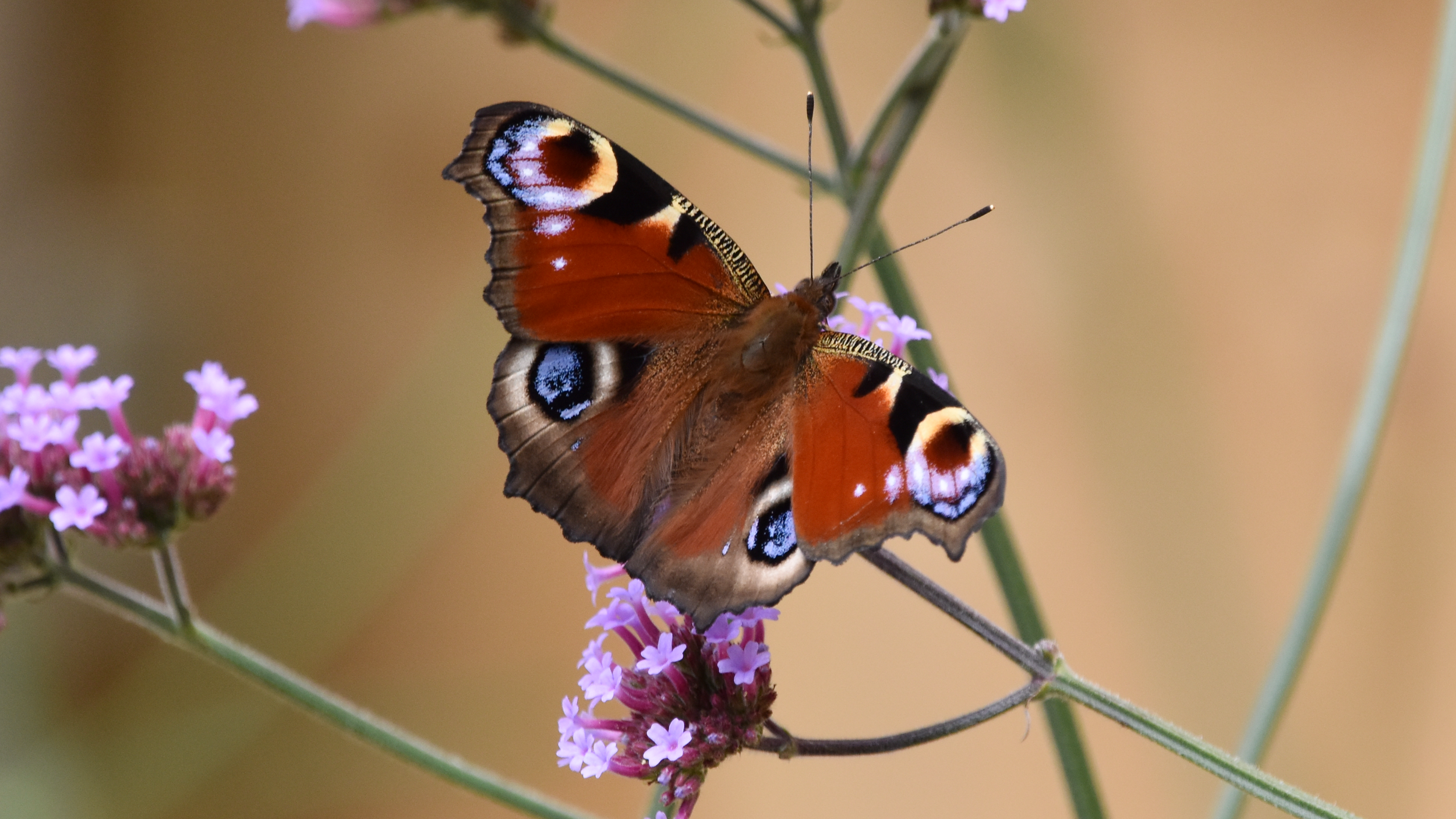 DSC_0095_ed2.png