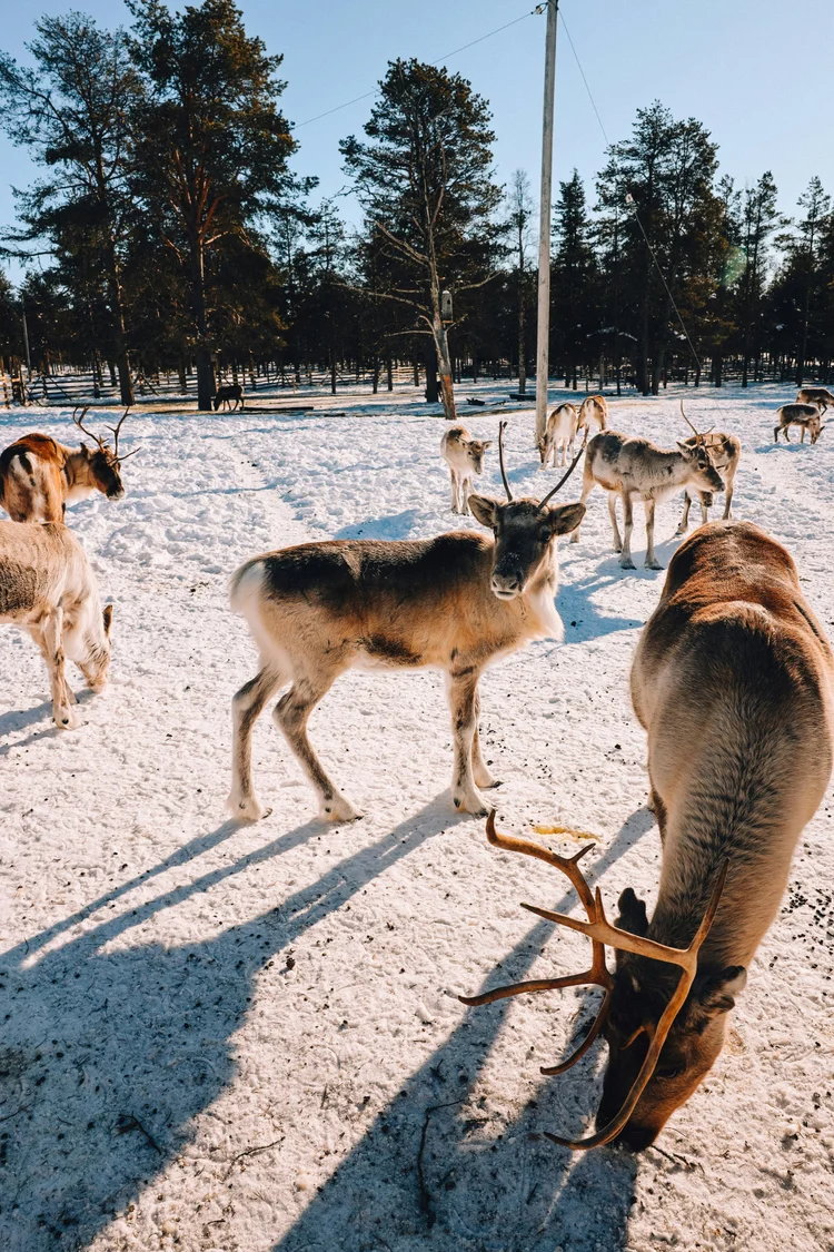 Poroja talvisessa auringonvalossa