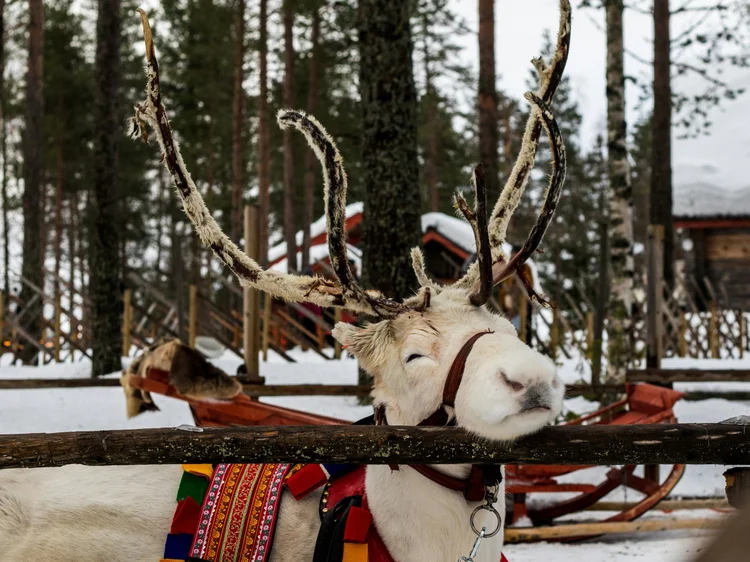Poro talvisessa metsässä