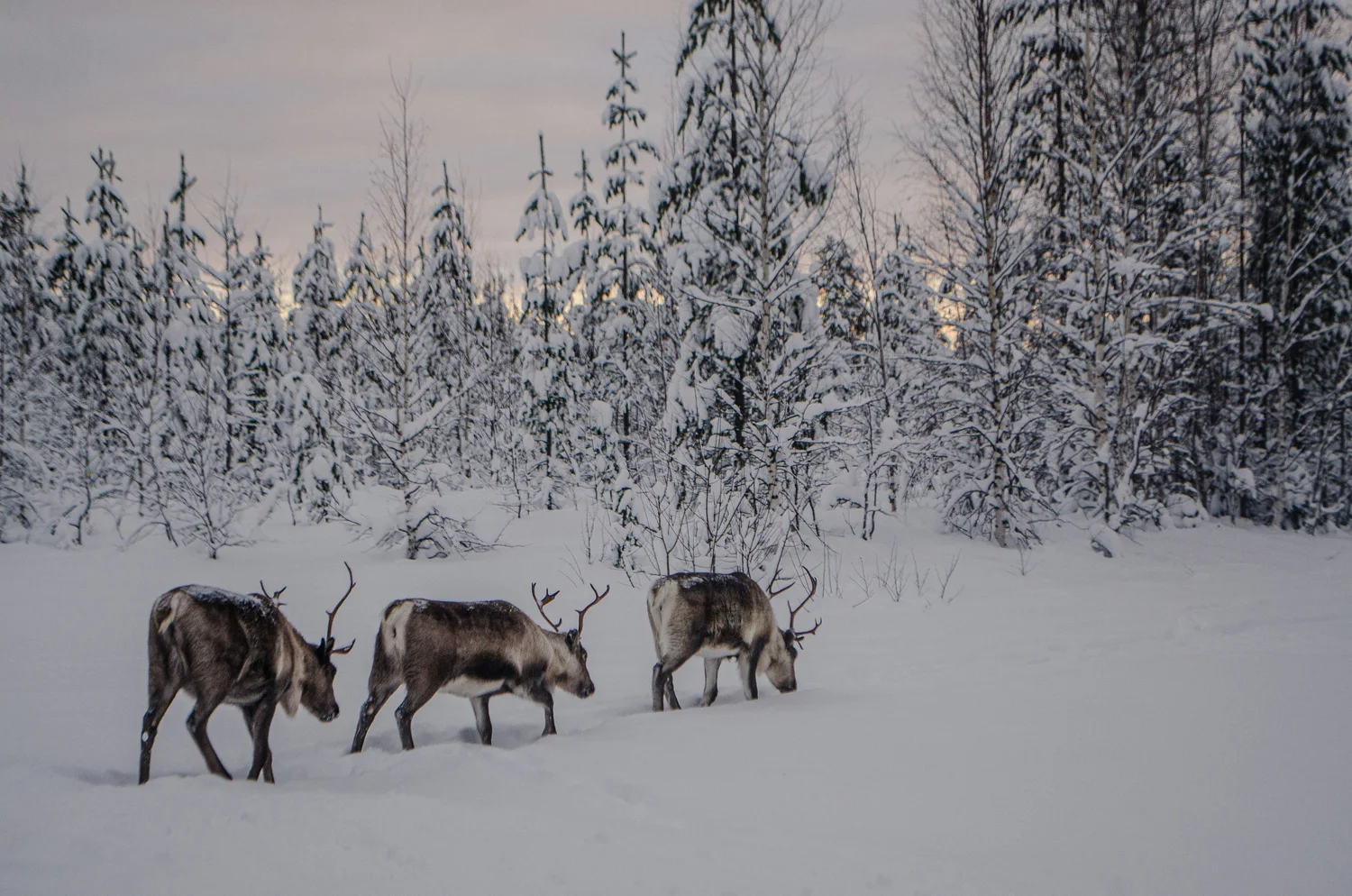 Porolauma kulkee lumisessa metsässä