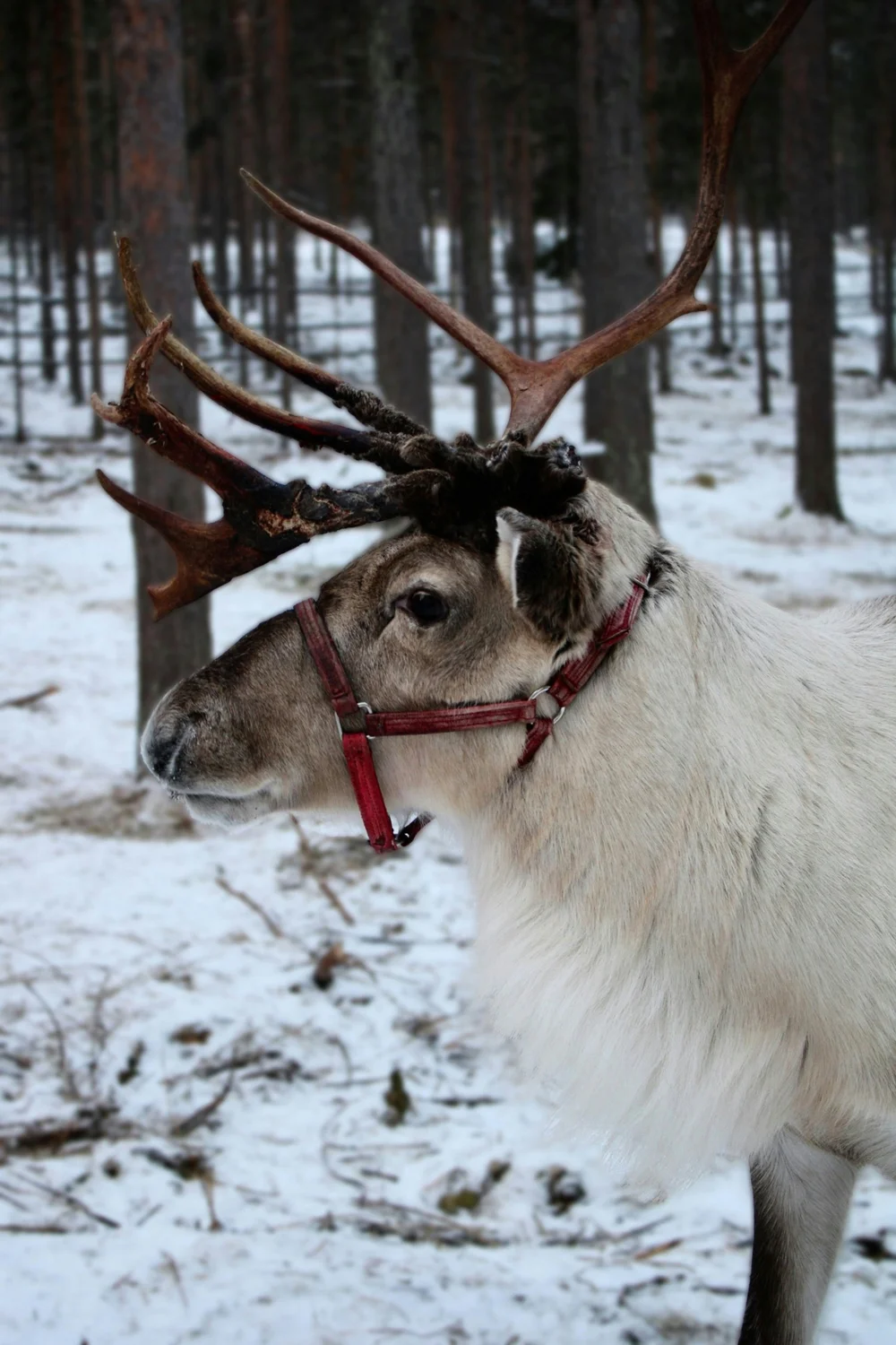 Poro lumisessa metsässä