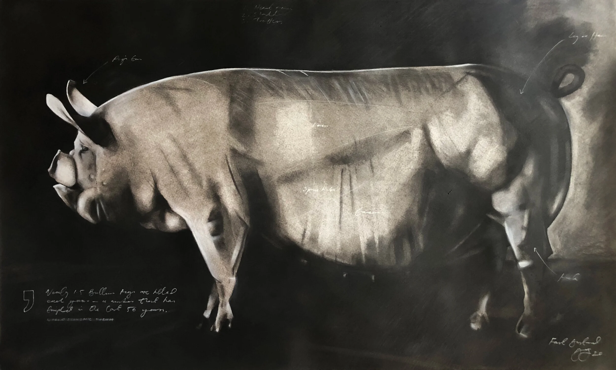 A detailed charcoal illustration of a pig, with annotations on its body, depicted in black and white.