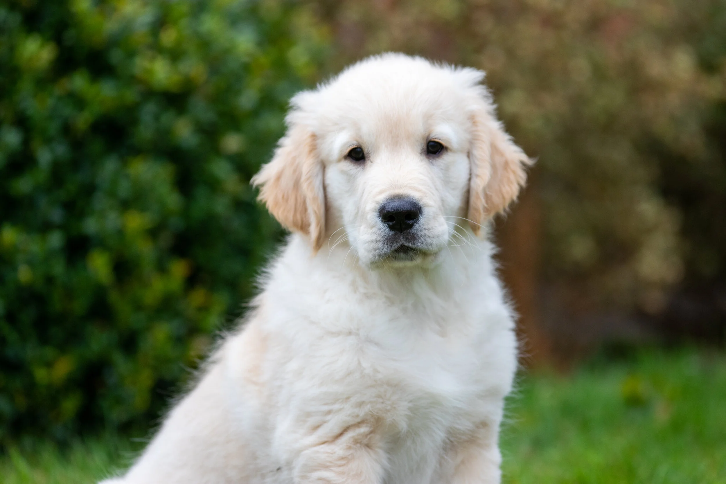 CANINE PHOTOSHOOTS