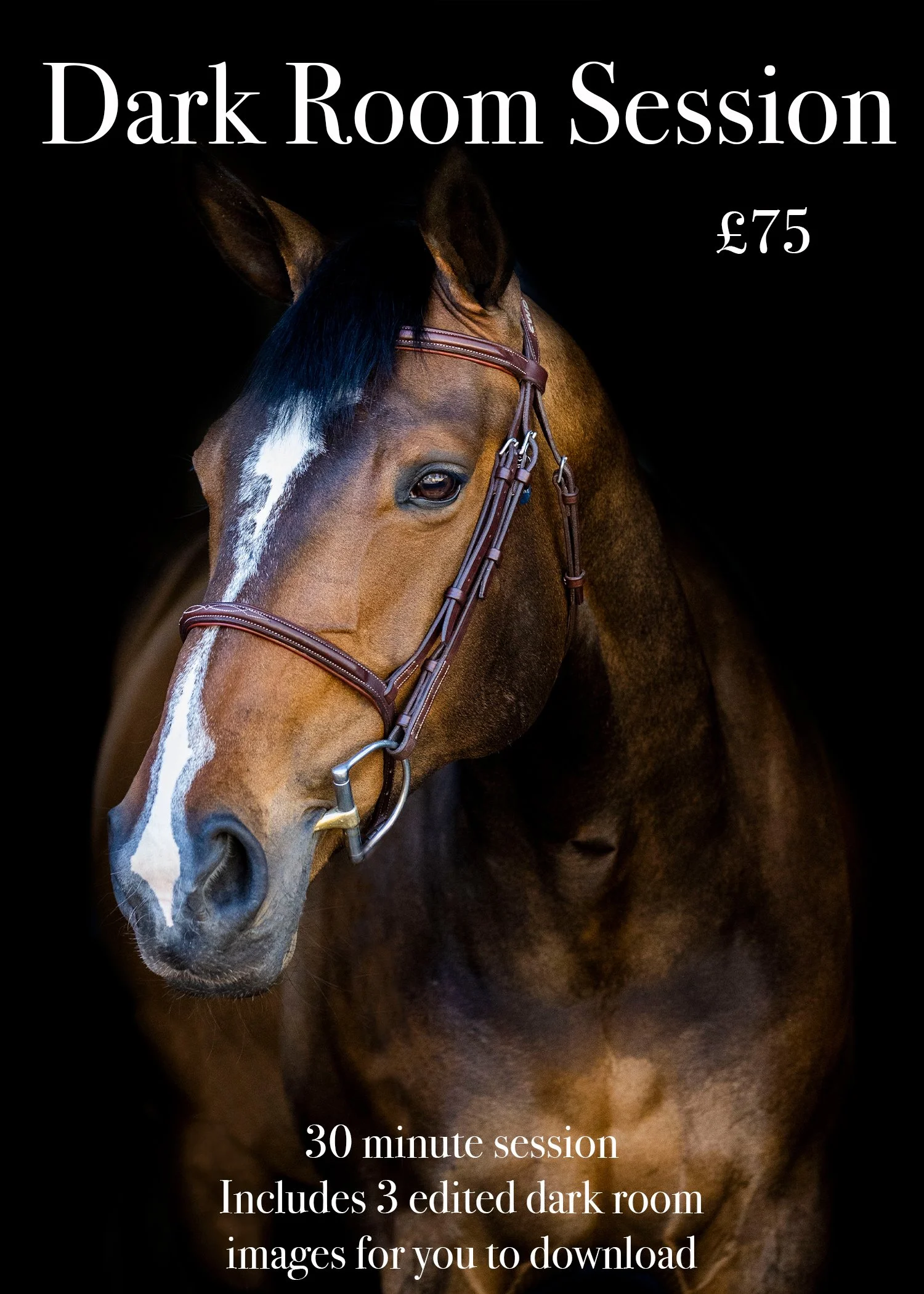 dark room horse.jpg