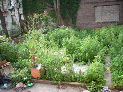 July 2007, weeds and trash.