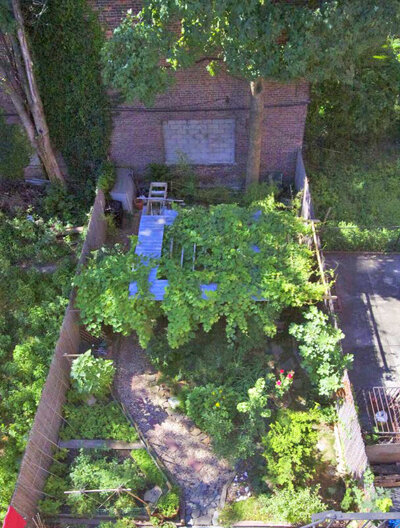 July 2011, 4th year, grape vines (West) and wisteria (East) growing on pergola.