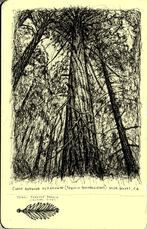 1 - redwood.jpg