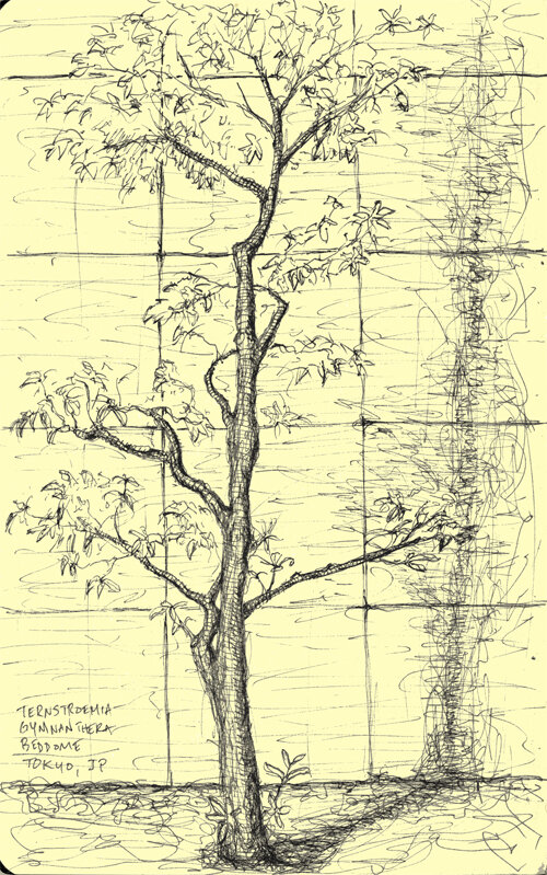 7 - japanesetree.jpg