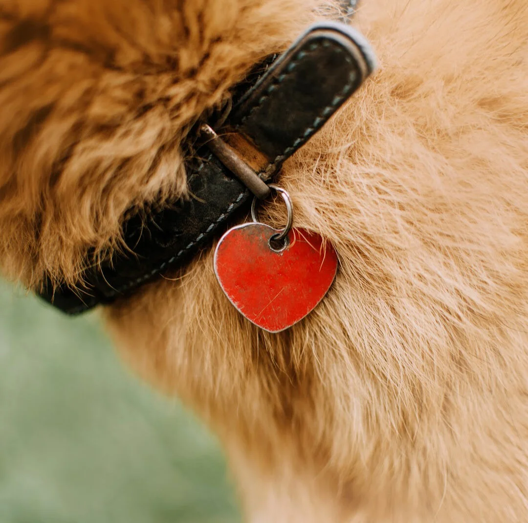 dog heart.png