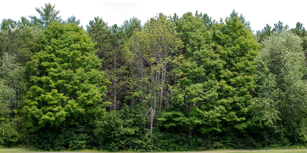 trees.png