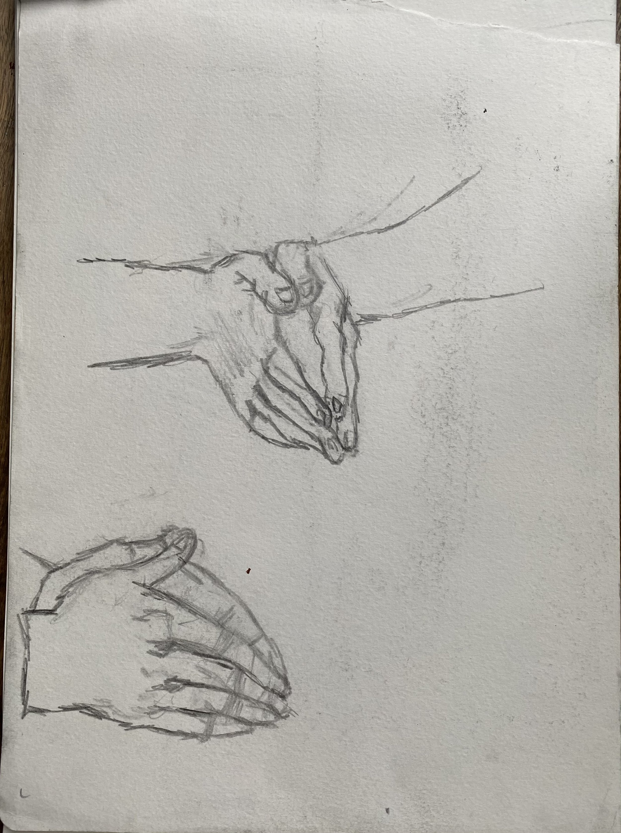 Hands Praying, Luca Signorelli copy, 2011, Pencil on paper, 2011, 12 x 8 ins