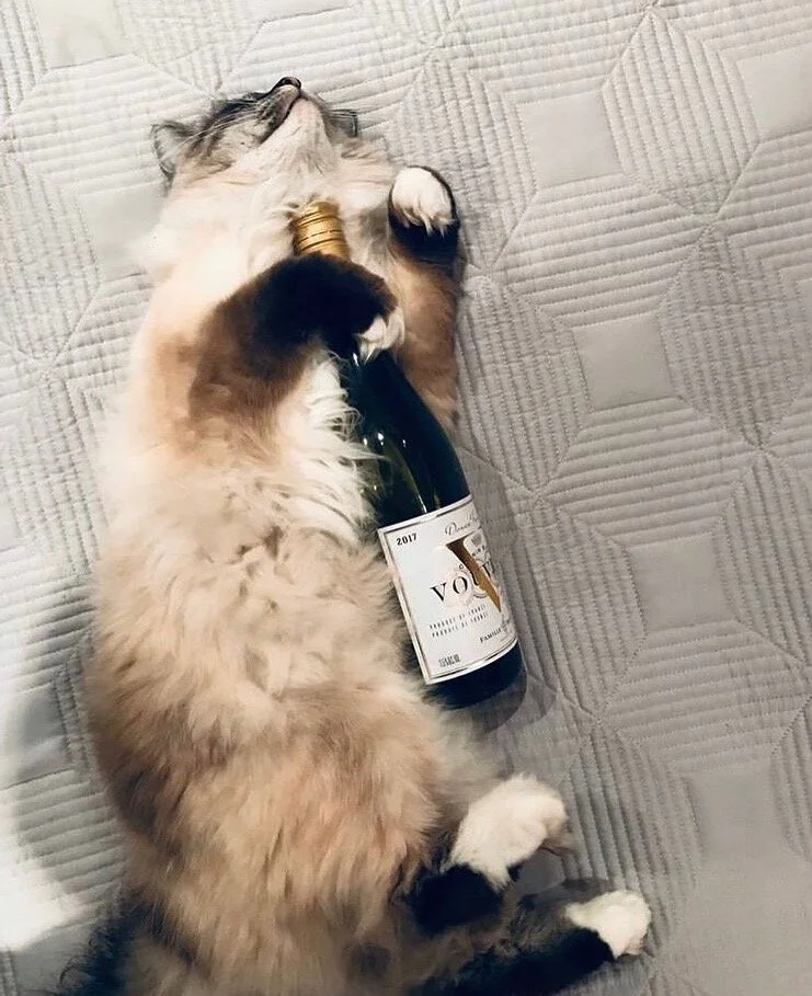 Honestly? This cat embodies all I that I felt when drinking this wine.  From @famillebougrier @pragmatic_collection.