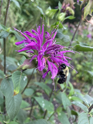 Plant of the Month: Bee Balm