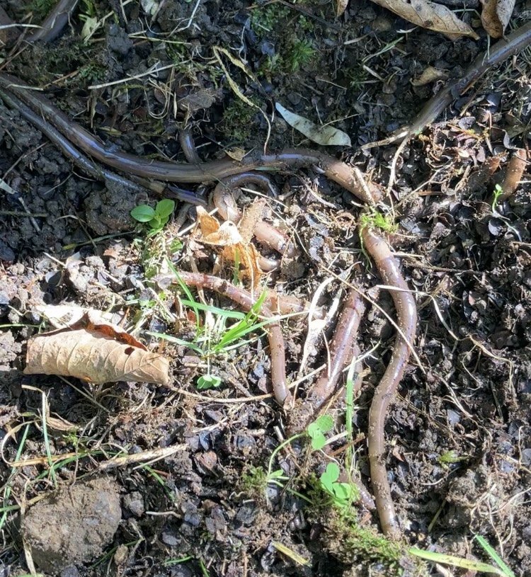 All About Jumping Worms