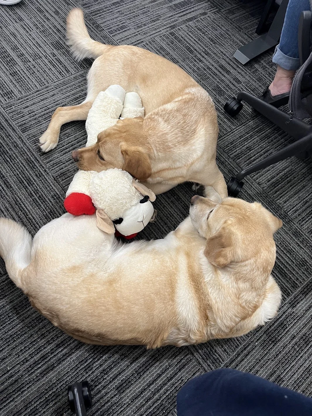 Two yellow Labrador retrievers lying on a dark gray carpeted floor, cuddling with a plush sheep toy amid office chairs and a person's jeans.