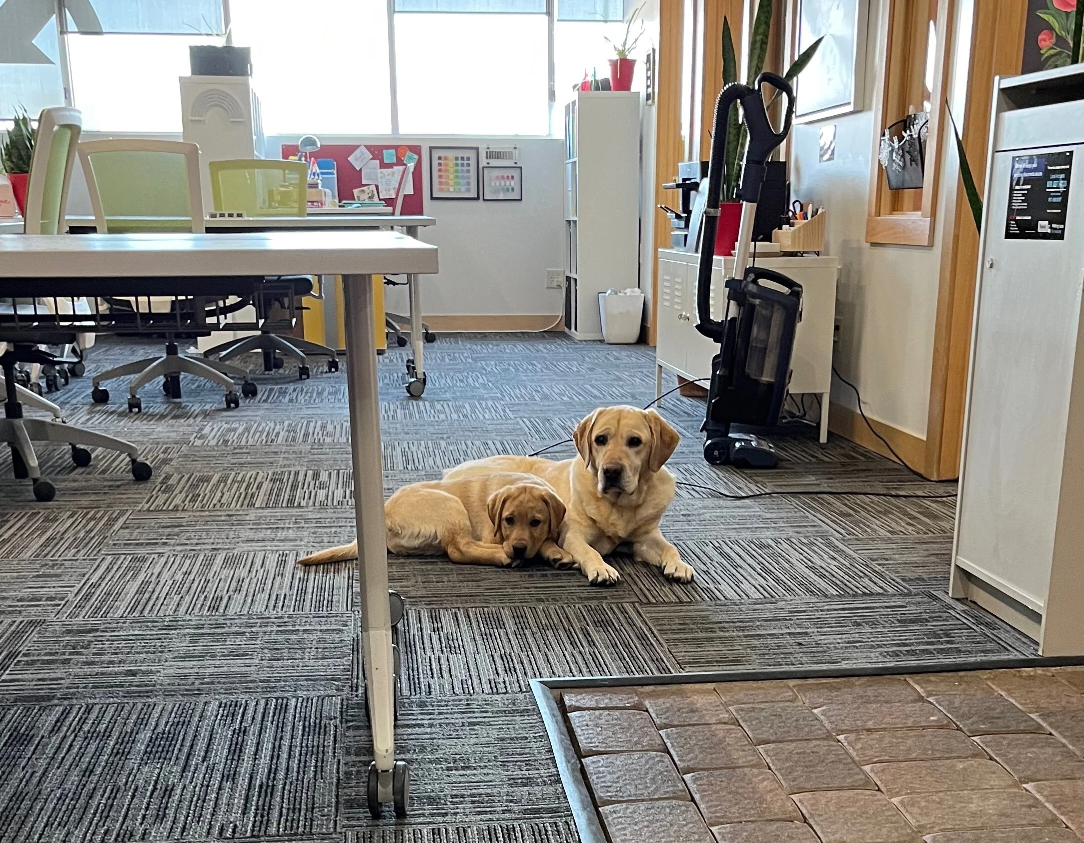 Two yellow Labrador puppies lying on the carpeted floor of a modern office, one resting its head on the other's body. The office has organization and plants, with a large window letting in natural light.