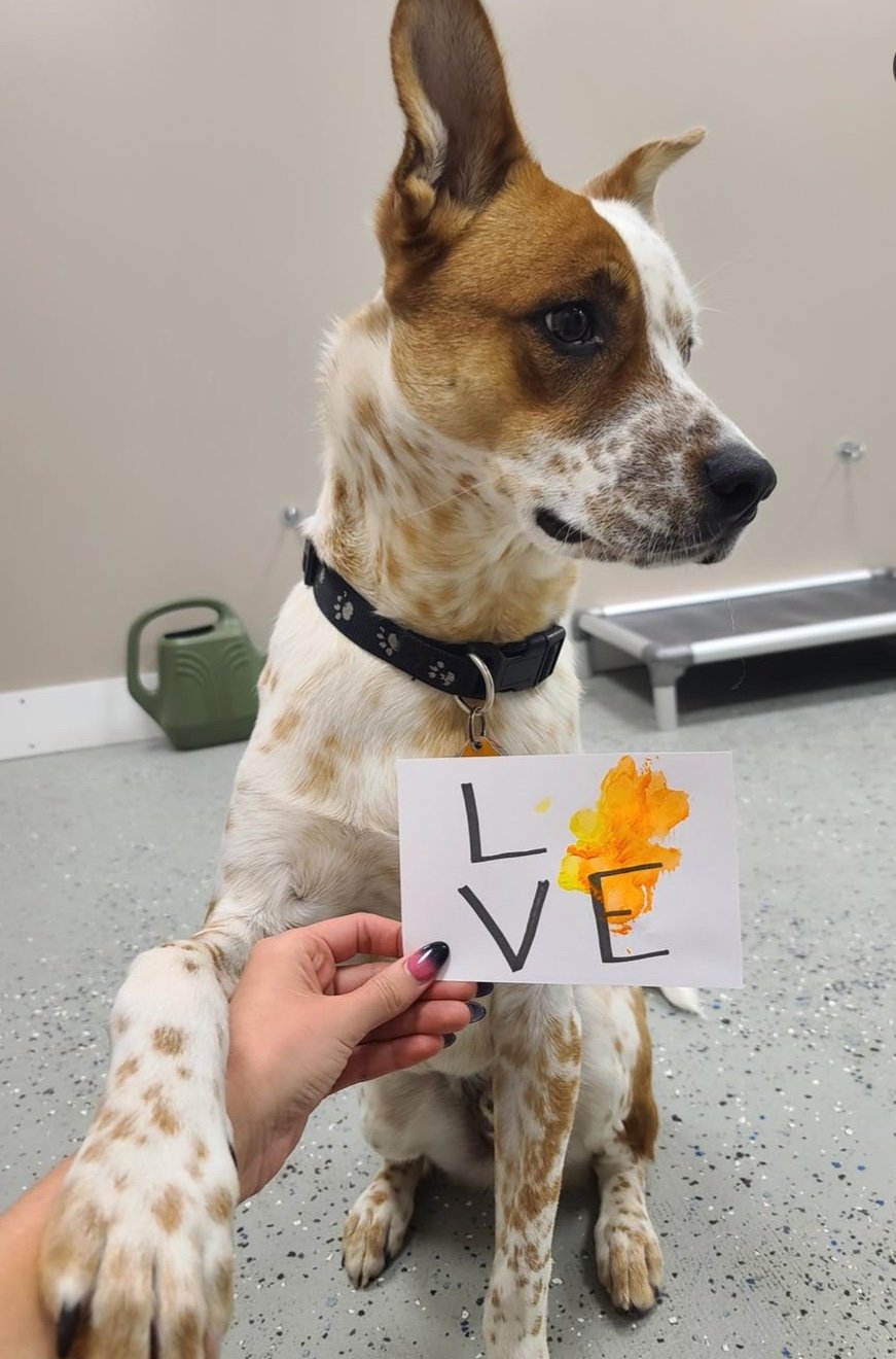 A dog with a brown and white coat sitting on the floor, wearing a black collar with paw prints, holding a handwritten sign that spells 'LOVE' with the letter 'O' replaced by an orange and yellow-painted flame, in a room with gray speckled flooring an