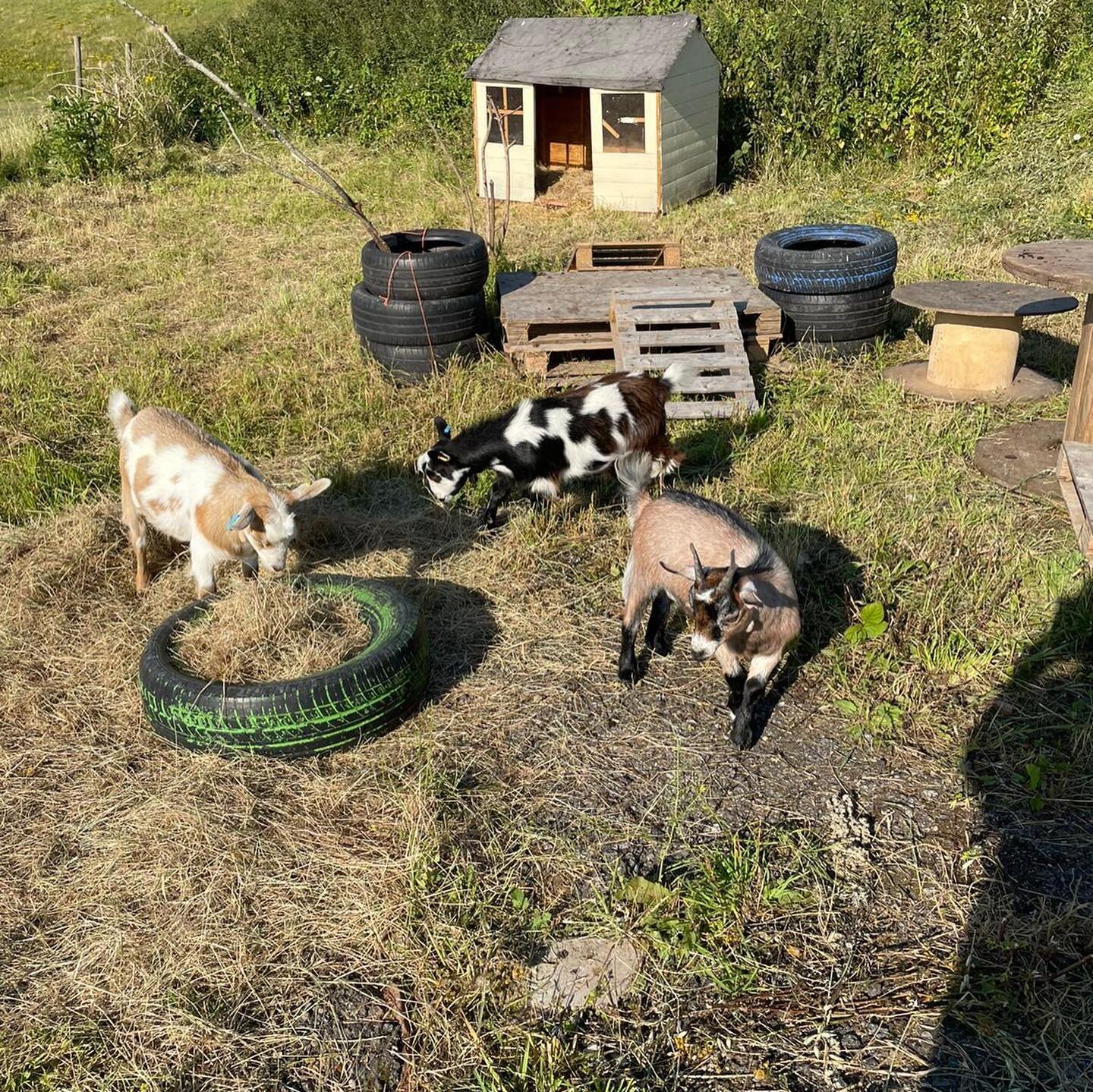 How adorable are the new arrivals to the campsite this week!? This little group of pigmy goats are settling into their new home and are already proving very popular! They are all named after Only Fools and Horses characters..can you guess who is who?