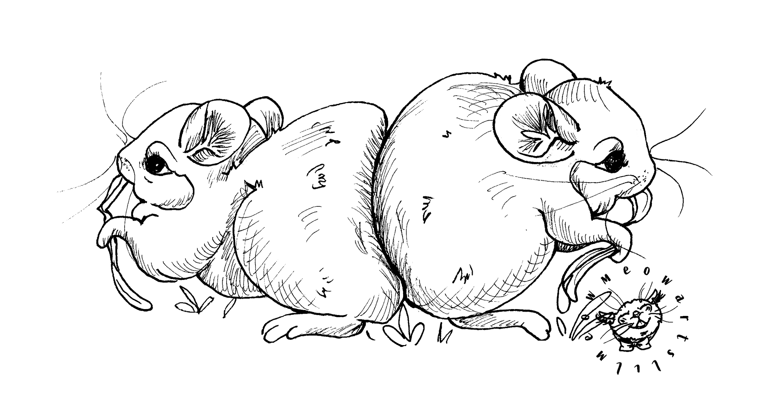chinchillaseatingtogether-png-WATERMARK.png