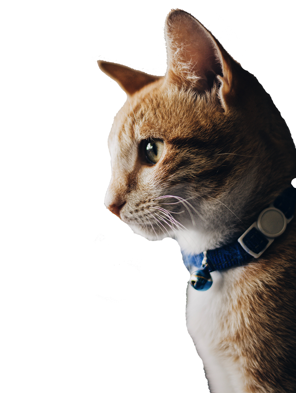 Resources — The League 🐾 North Fork Animal Welfare League