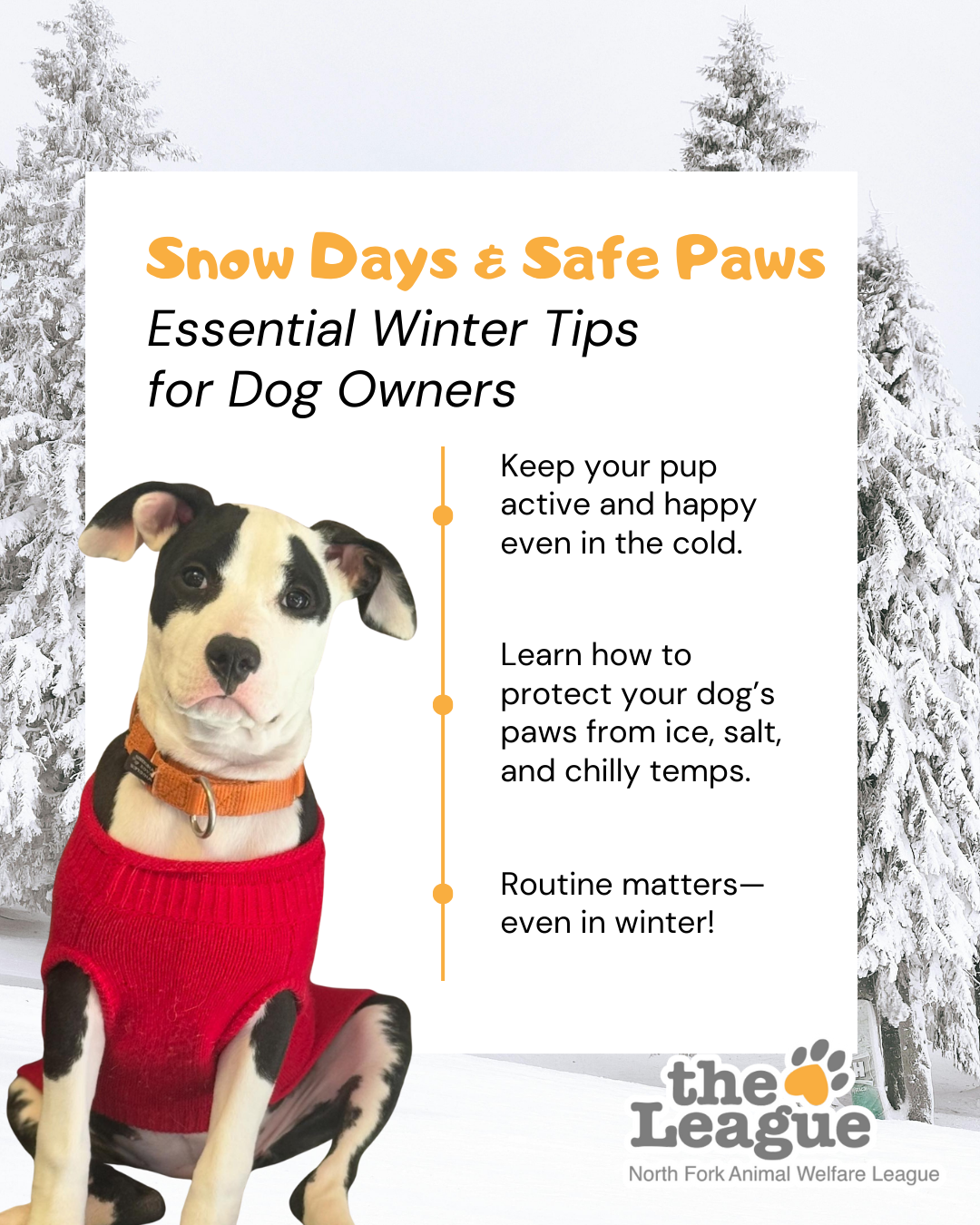 Snow Days &amp; Safe Paws