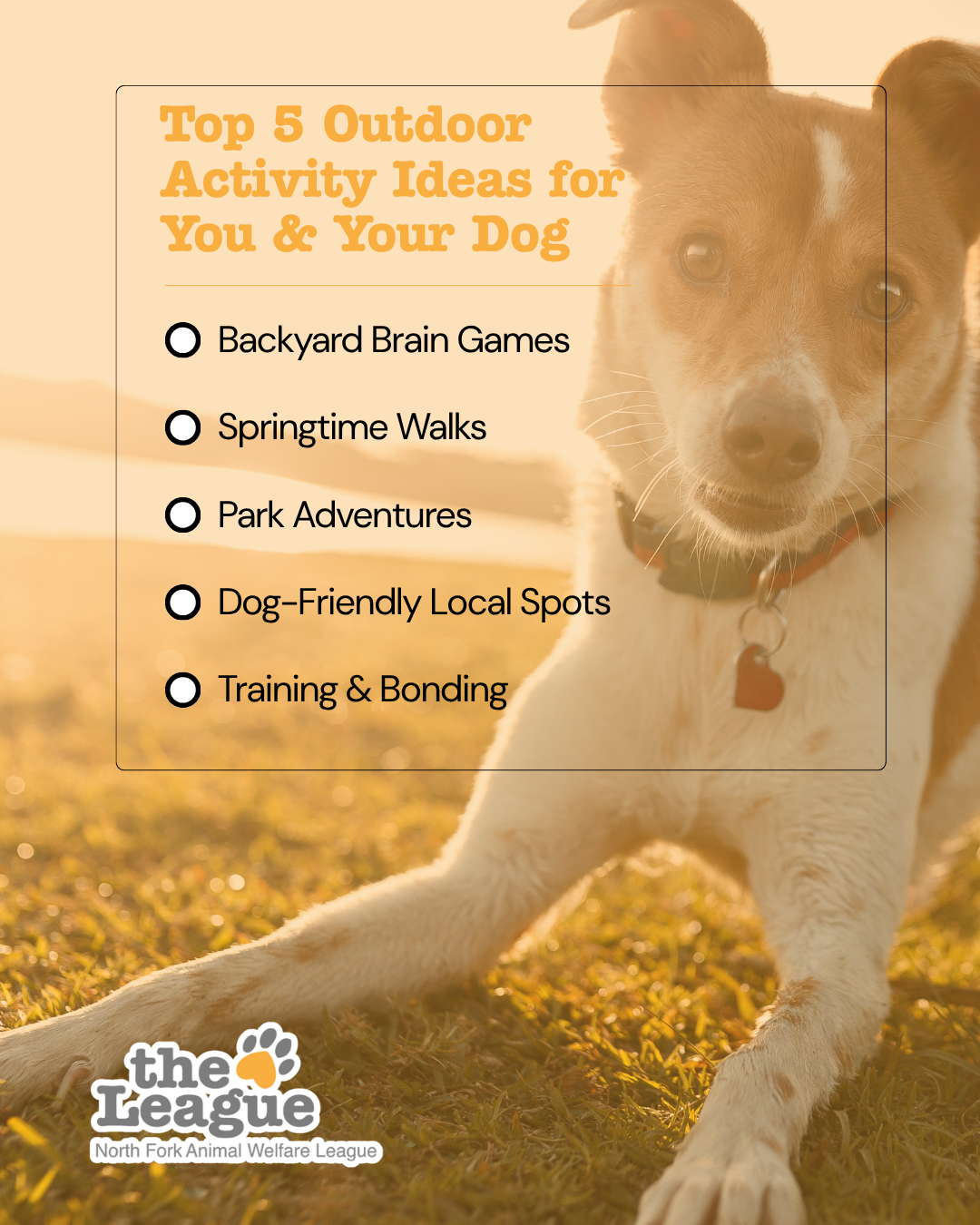 Top 5 Outdoor Activity Ideas for You and Your Dog