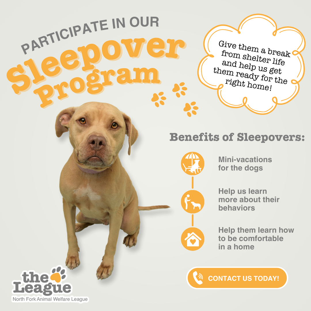 How Fostering (Even for a Weekend) Changes Lives