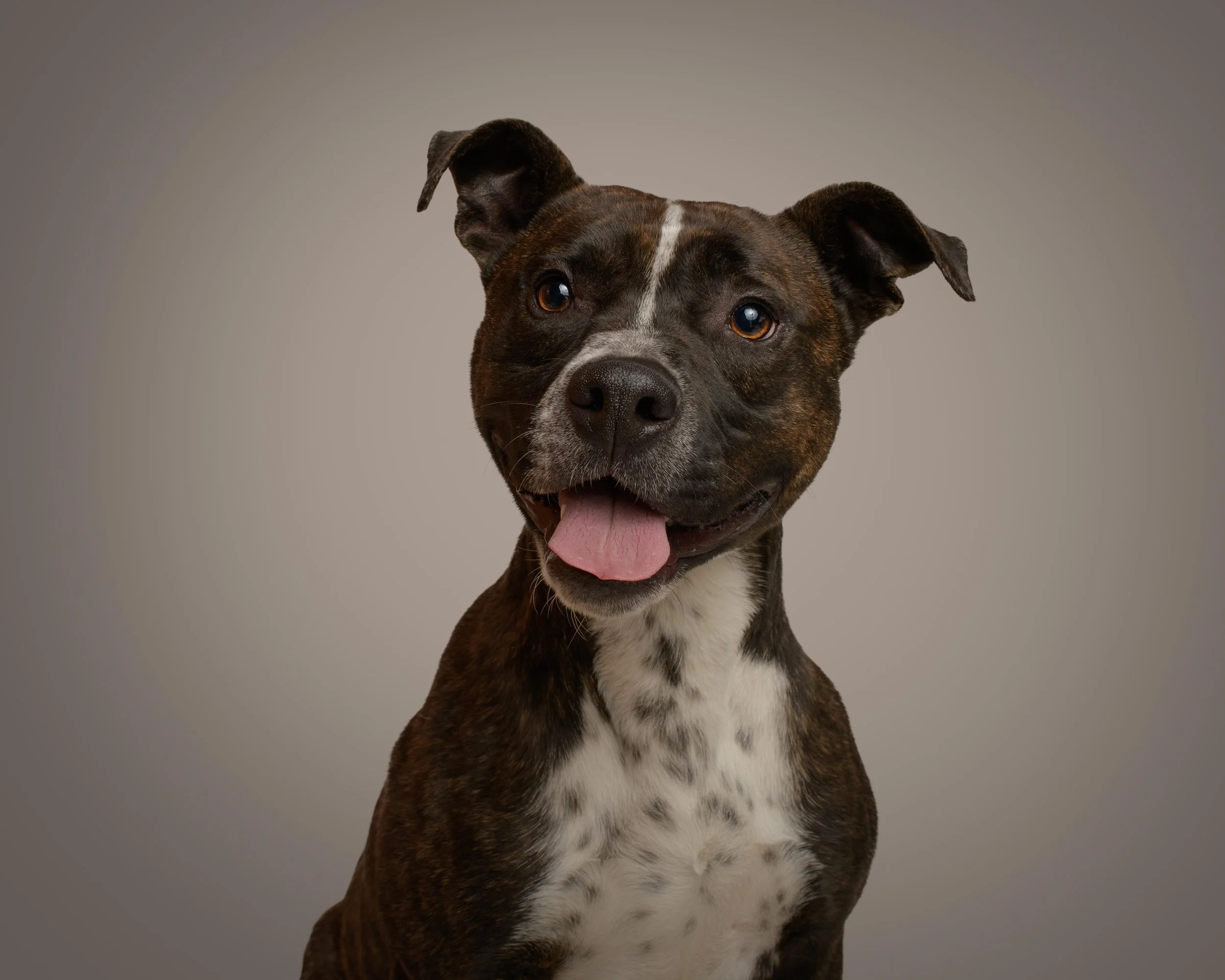 From Shelter to Family: Why August Is the Perfect Time to Adopt