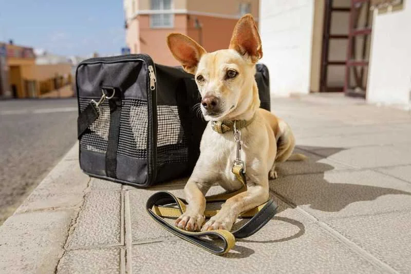 A Comprehensive Guide to Pet Travel Safety — The League 🐾 North Fork