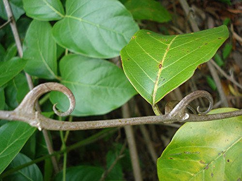 cat's claw.jpg